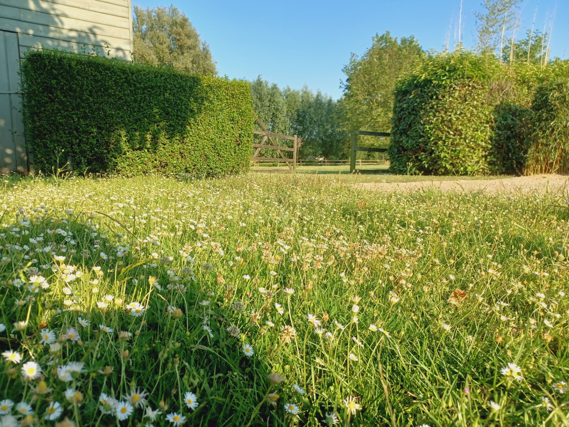 Ruim grasveld vol madeliefjes met hagen en een houten poort