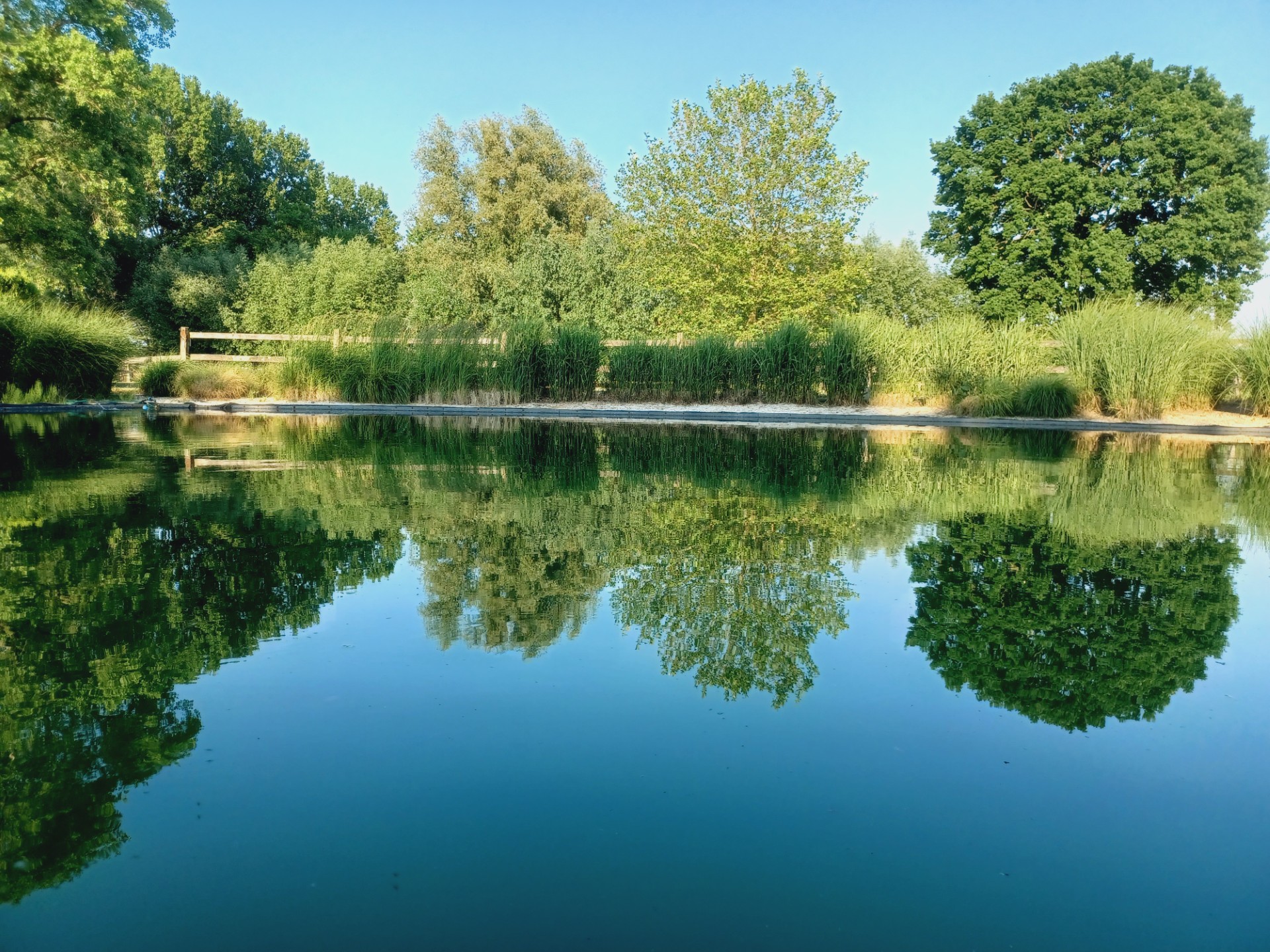 Grote natuurlijke zwemvijver met spiegeling van bomen en rietkragen